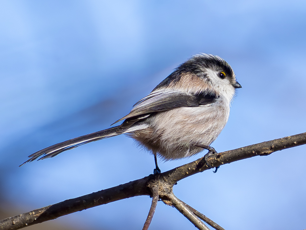 Aegithalos caudatus trivirgatus